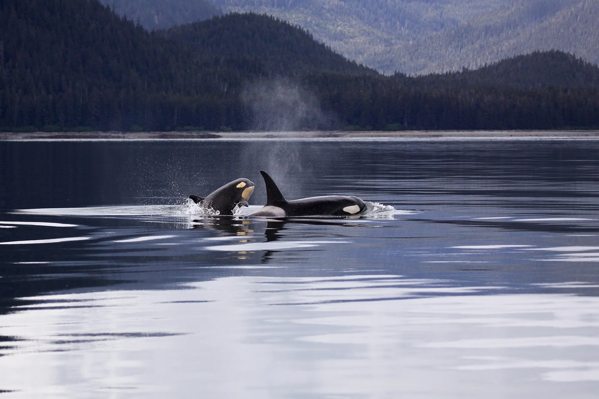 Regular orcas with their bigger bodies, pointier heads, and larger eye patch than the type D orcas that were recently discovered.