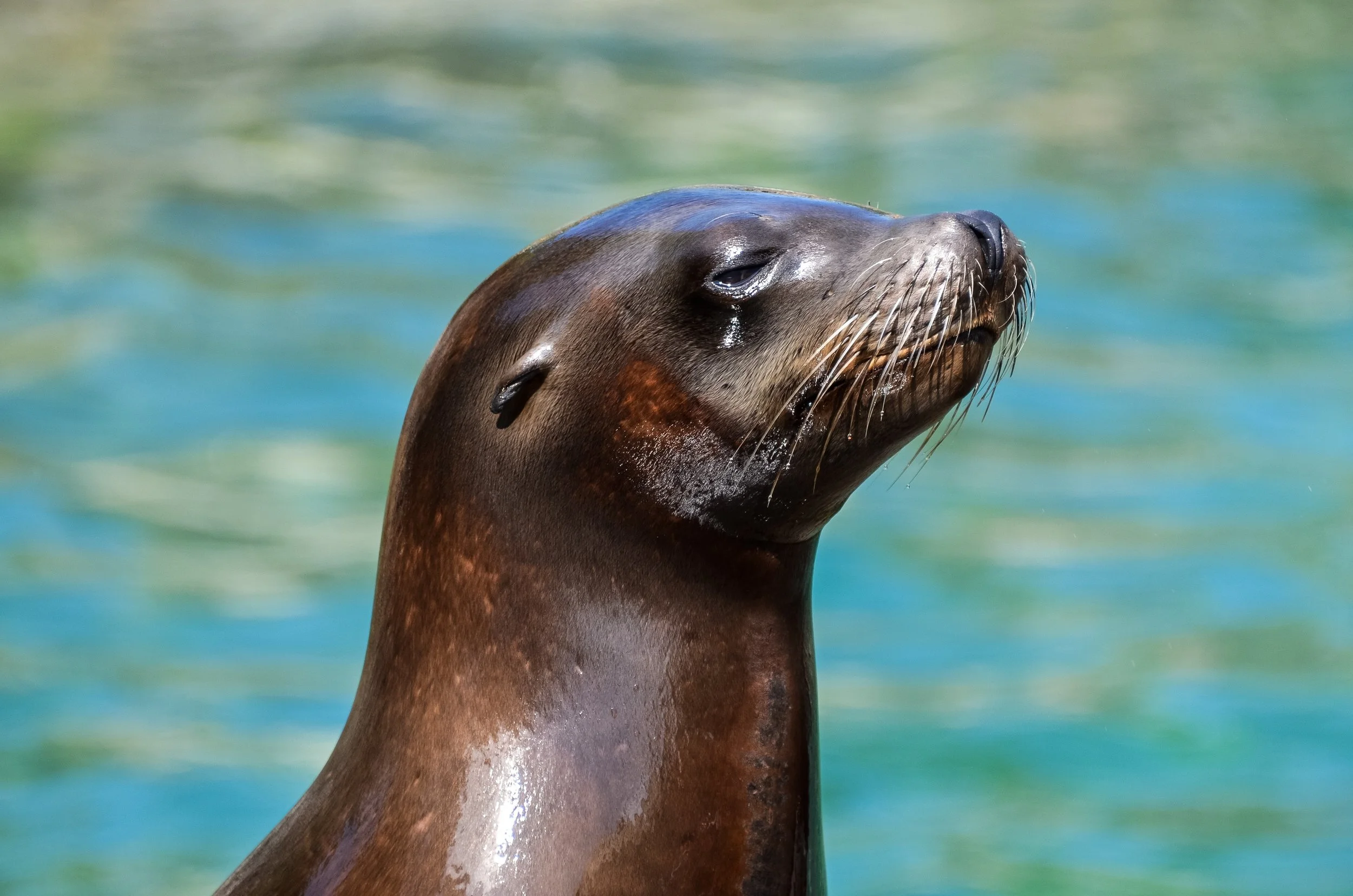seal 10.jpg