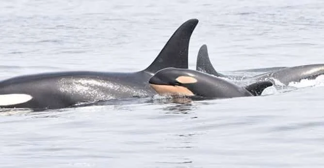 The southern resident killer whales as spotted off the coast of Vancouver Island last week. Photo: DFO Pacific’s Twitter.