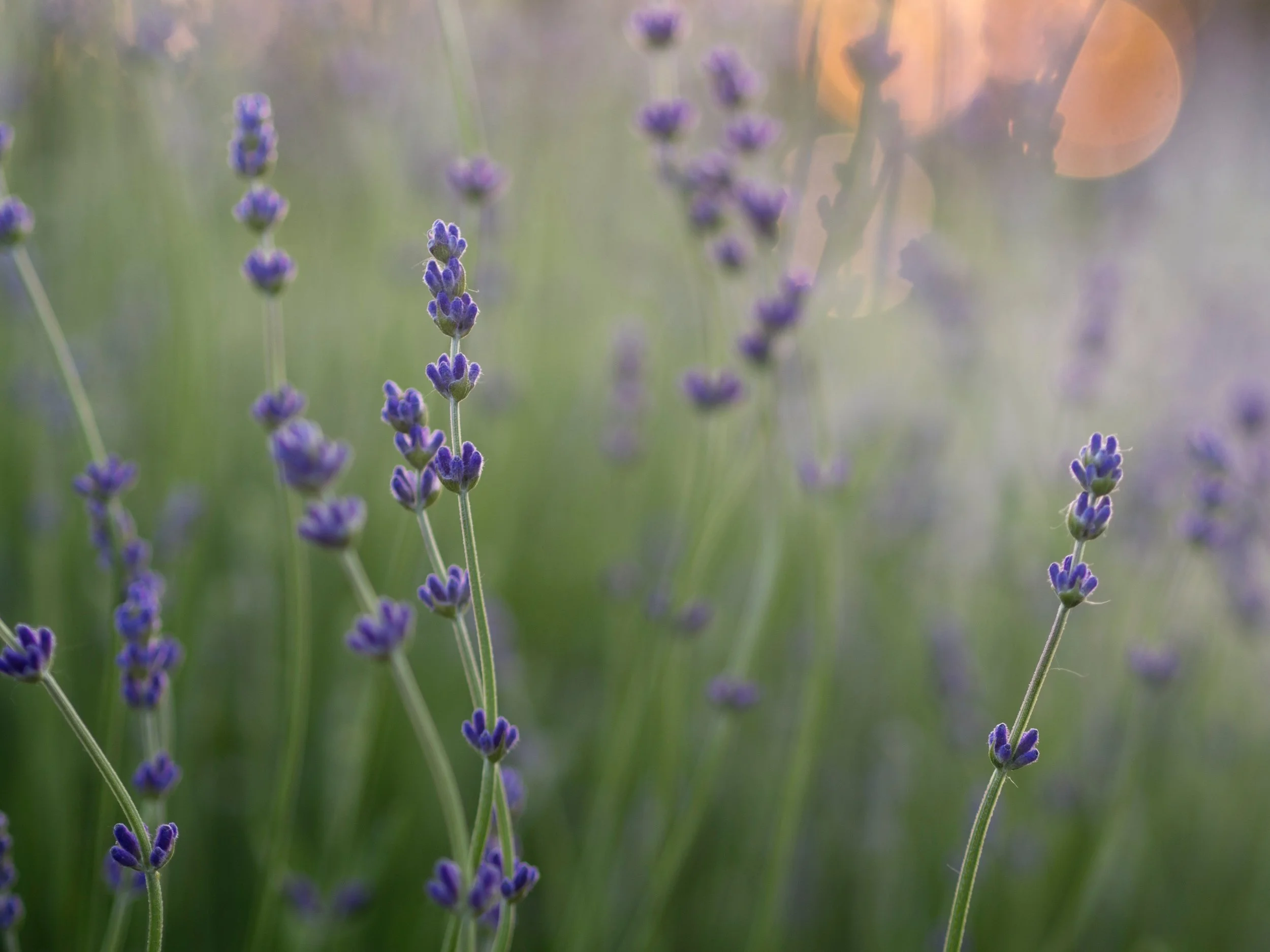 Lavender fields forever…