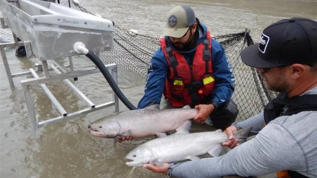 To help salmon get up to their spawning grounds, crews have built a holding pond below the rock slide on the Fraser River. Salmon will swim through a one-way gate, or weir, into the pond where they'll be netted, tagged, and placed in oxygenated aluminum tanks. Photo courtesy @DFO_Pacific/Twitter