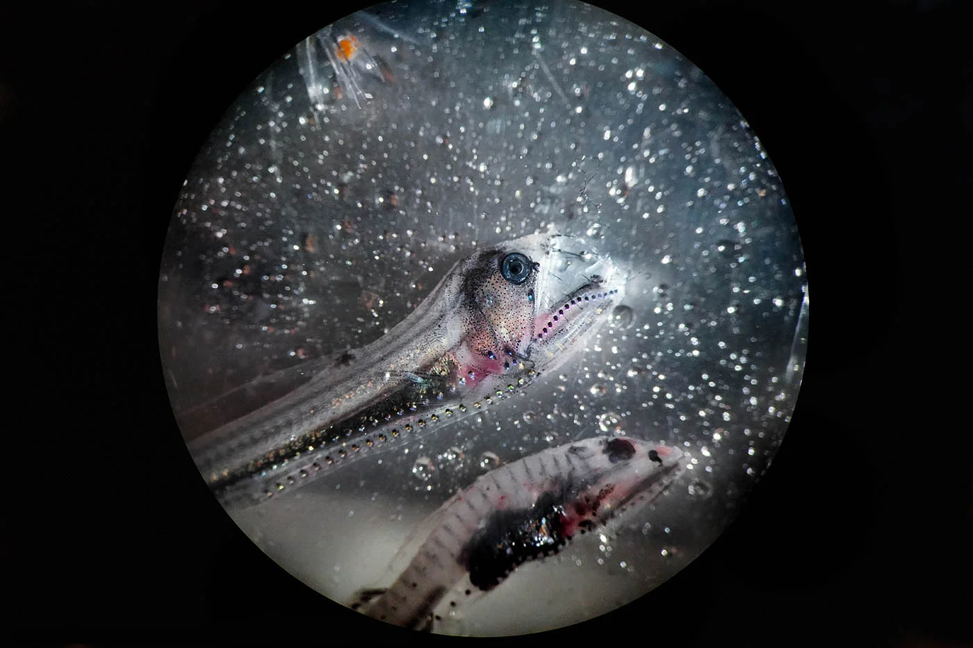 Microscope view of a viper fish and a bristlenose. Dupreez/Fisheries and Oceans Canada