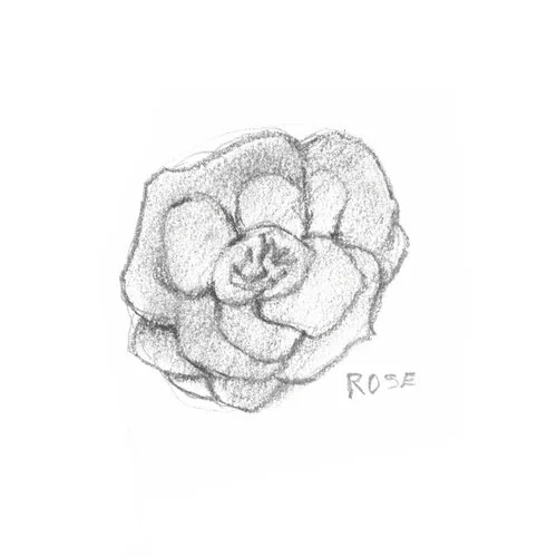 Rose is: cell repairing, soothing, toning, and rejuvenating to the skin thanks to its anti-inflammatory, antibacterial and hydrating properties. Illustration by Howard Mitchell