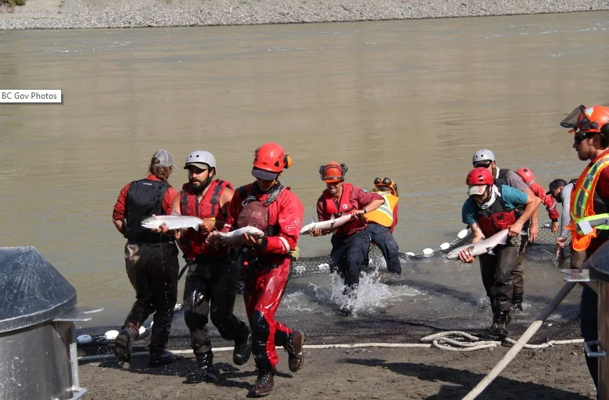 Crews work together to move fish into the oxygenated transfer tanks. Photo courtesy: Province of British Columbia