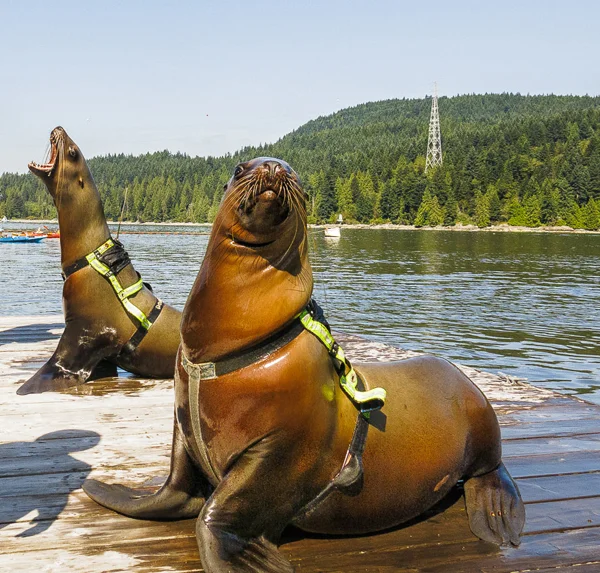 Two of the four stellar sea lions that live at the UBC Marine Mammal Research Station in Port Moody. Photo courtesy: UBC Marine Mammal Research Station.