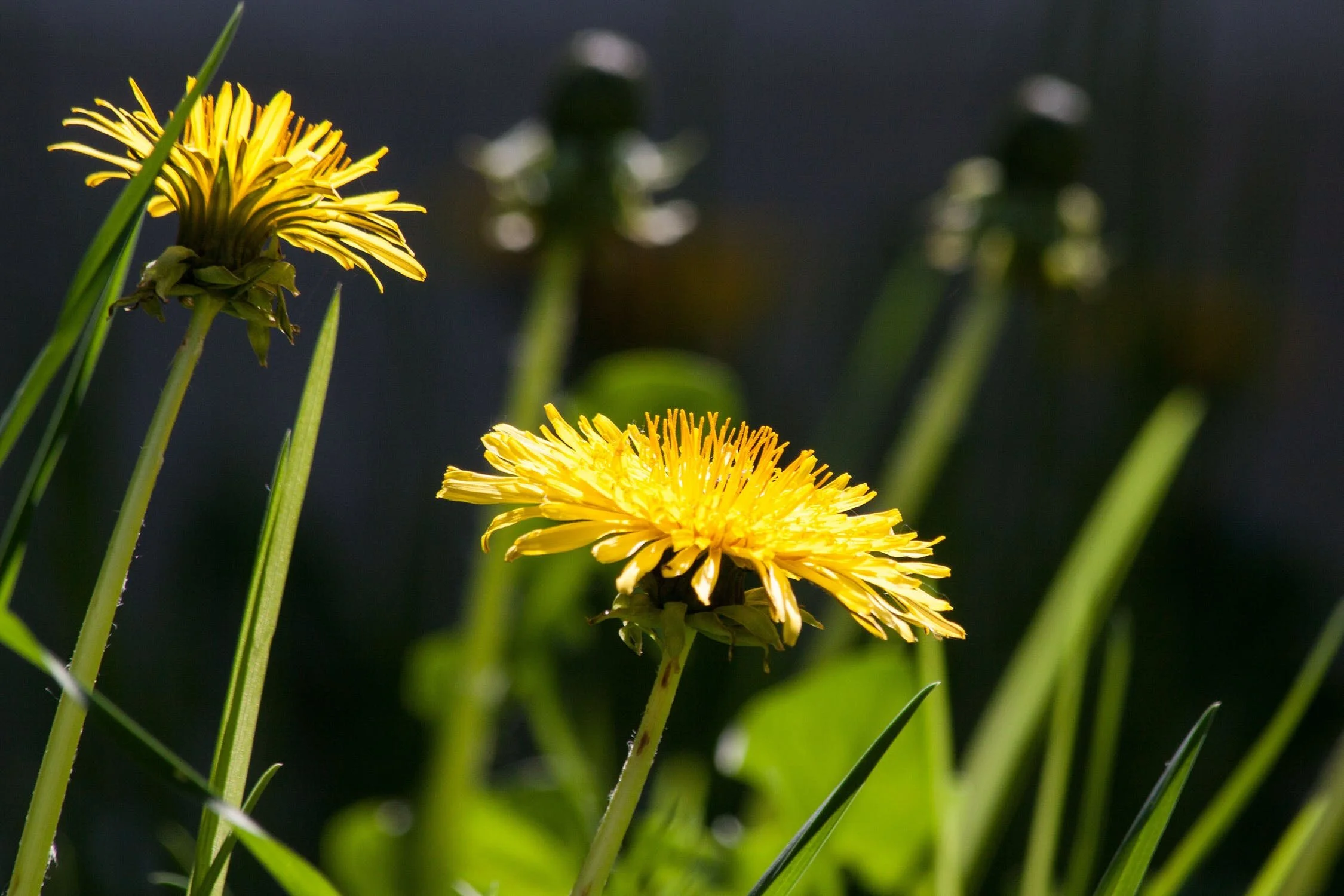 Praise the mighty dandelion!