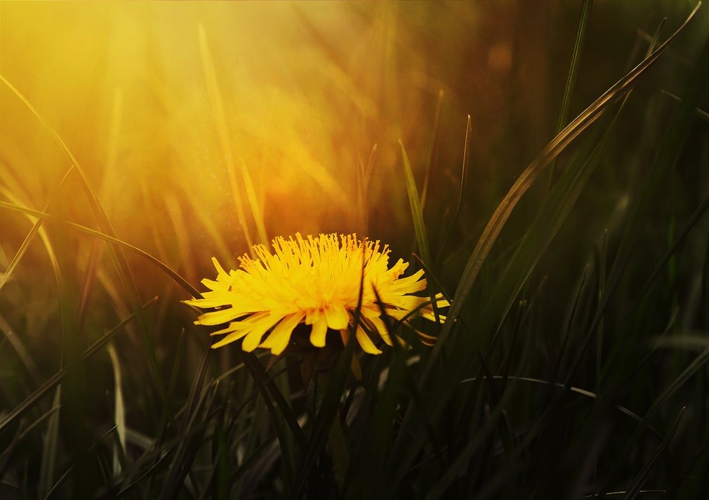 Dandelion is a powerful tool in treating acne and other skin problems such as eczema and psoriasis.
