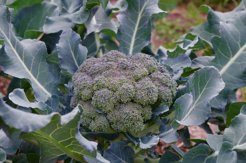 Arcadia Broccoli