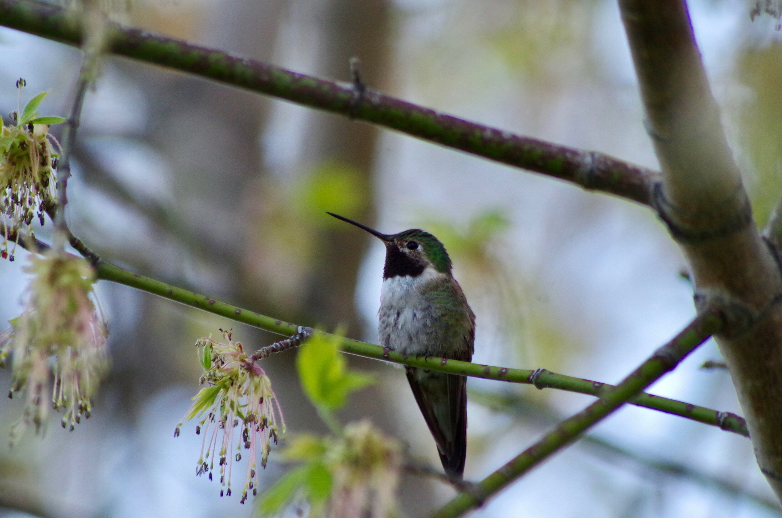 First Hummingbird