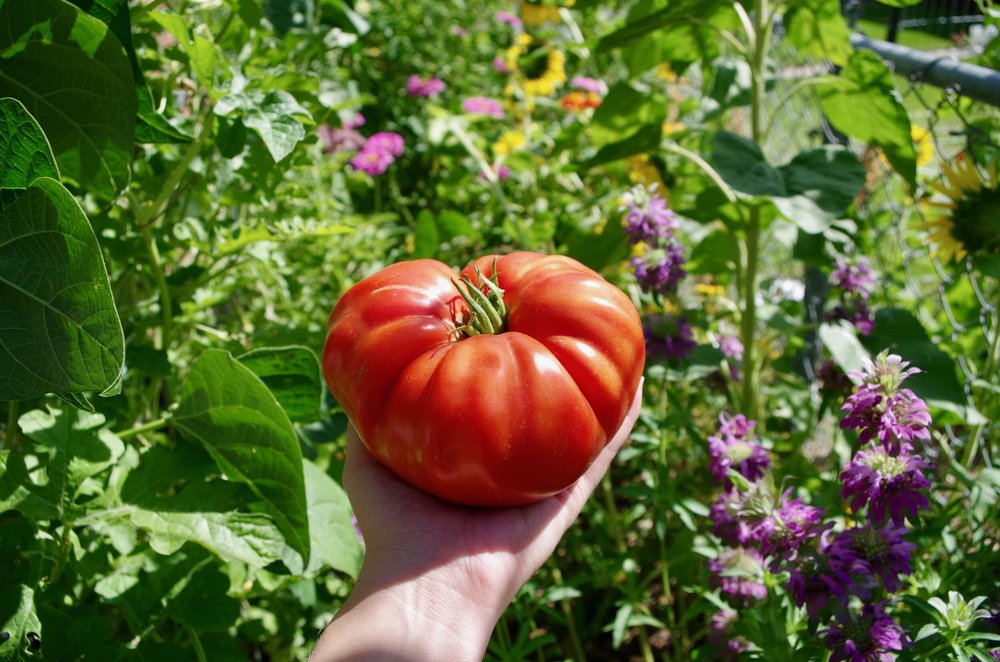 Tips for Growing the BEST Tomatoes  Coffee & Chlorophyll