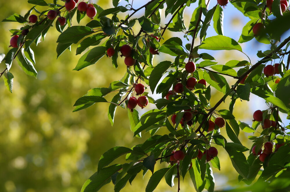 Crabapples in Late Summer