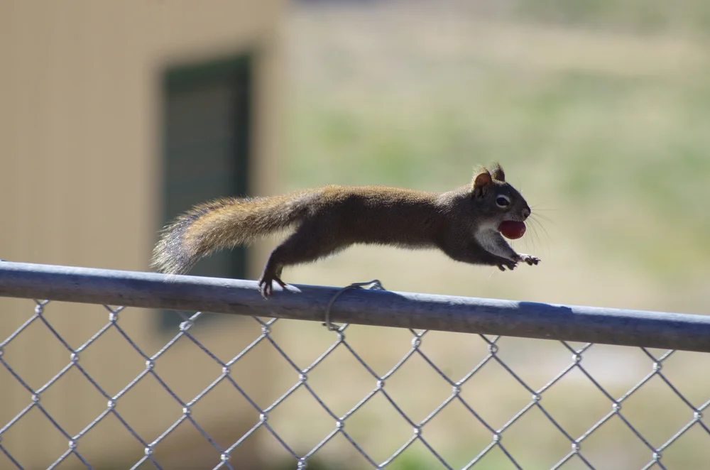 Squirrels love them too!