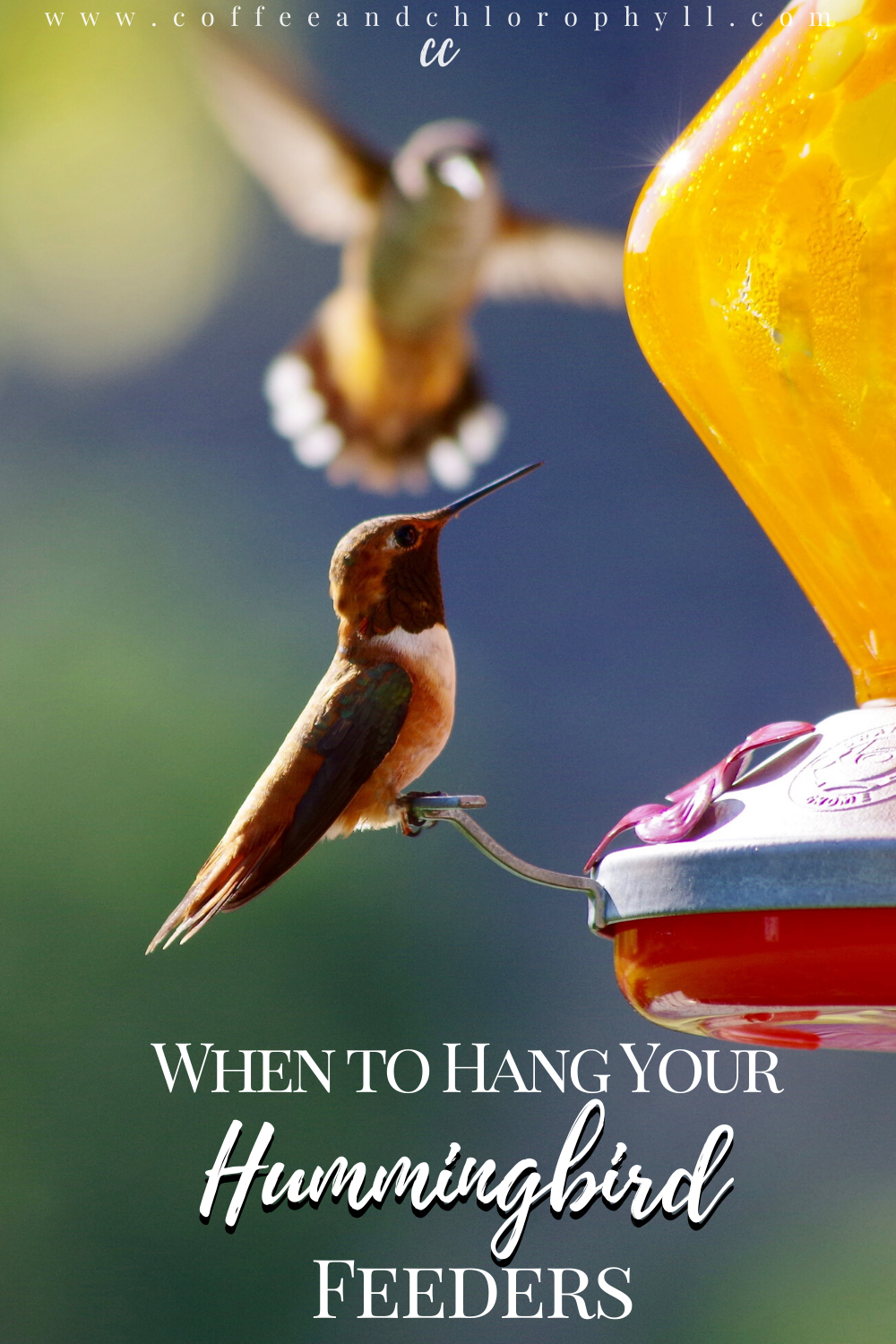It's Time to Hang your Hummingbird Feeders — Coffee & Chlorophyll