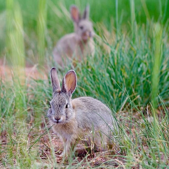 &quot;Flopsy, Mopsy&mdash;I'm not telling you not to eat any vegetables&mdash;I'm simply asking that you do your nibbling at the neighbors' houses!&quot; 🐰🐰 ...This morning, negotiating with the new &quot;kids&quot; in the neighborhood.
.
.
.
.
.
#