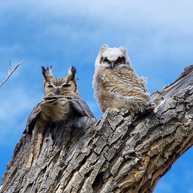 This snag is near our house, and for the last several weeks, we have gotten to see Mama Great Horned Owl build her nest, incubate her eggs, and brood her chicks. (There are actually two of them, although this picture only shows the one.) It seems lik