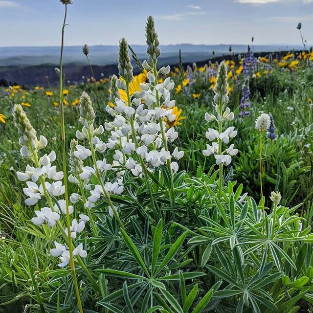 In a veritable sea of yellow mule's ears and purple lupines, these bright white lupines, far and few between, caught my eye. 😍🌼 Wildflowers fill my cup this time of year. When most things in my home garden seem so small and insignificant, their eff