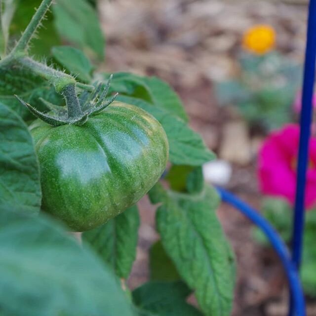 Patience is....waiting for the first tomato to ripen! 🍅 We are still weeks away from our first ripe tomato, but I'm glad to see so many tiny green fruits, in spite of all the wind we have been enduring. Funnily, this tomato here is a Mr. Snow dwarf 