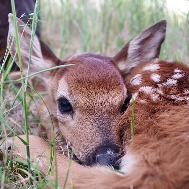 Spotted ✨🦌 In between our generator and an electric box, tucked in the shade and mostly out of the wind, is this sweet baby. She's the newest addition around here, probably not more than a couple days old. Is there anything more precious and perfect