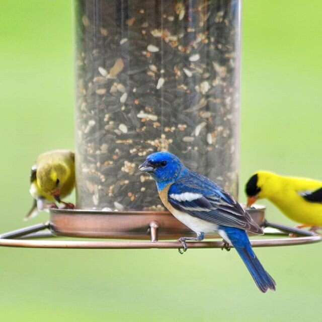Some bright spots on an otherwise gray, windy day 💛🐦 We have had a rainbow of birds at our feeders, lately&mdash;brilliant orange orioles, rose-breasted grosbeaks sporting tuxedos and red ties, lazuli buntings as blue as their namesake gemstones, a