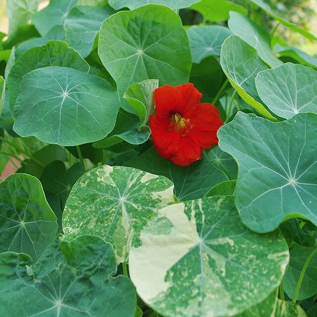 Delighted to see this first pop of color among the nasturtiums. ❤️ Although, the real showstopper here is that splash of variegated foliage from my 'Alaska' nasturtiums! I don't find them to be as vigorous as some of the other varieties that I grow, 