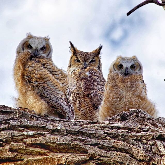Our little owl family is growing up! 🦉🦉🦉 Mom and both babies are leaving the snag they nested in to explore other branches and nearby trees.  #GreatHornedOwls .
.
.
.
.
#owlet #hootowl #owlets #🦉 #wyomingwildlife #nestingseason #babyanimals #back