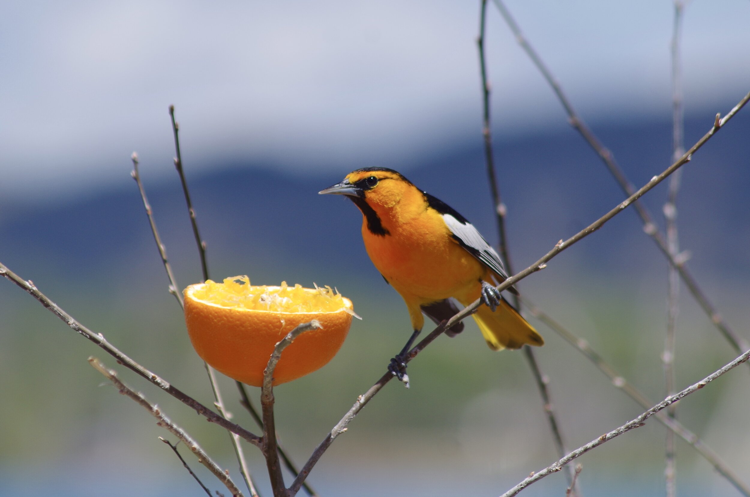 Bullock's Oriole