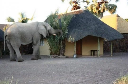 Palmwag Elephant.jpg