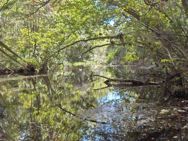 149 acres of freshwater spring habitat restored and preserved