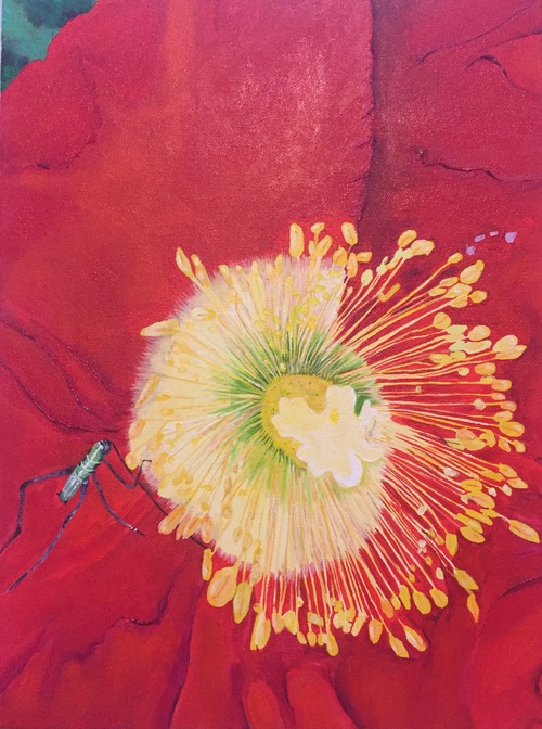 Poppy 12 x 16 acrylic on canvas $240