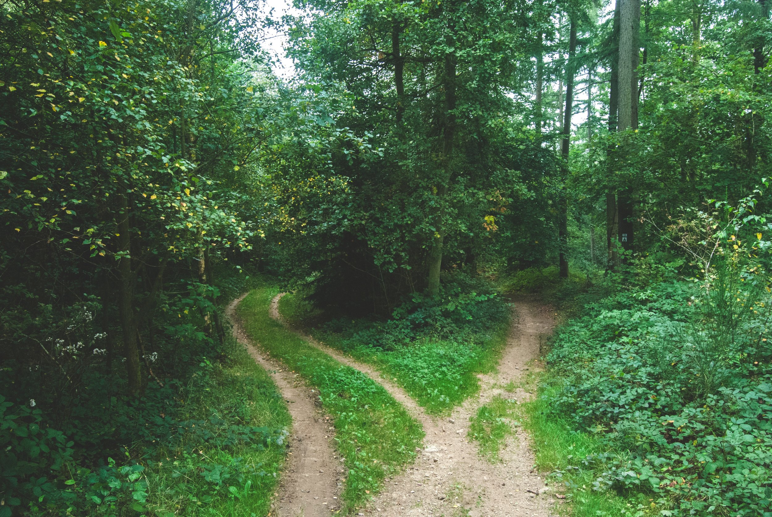 Fork in the Road