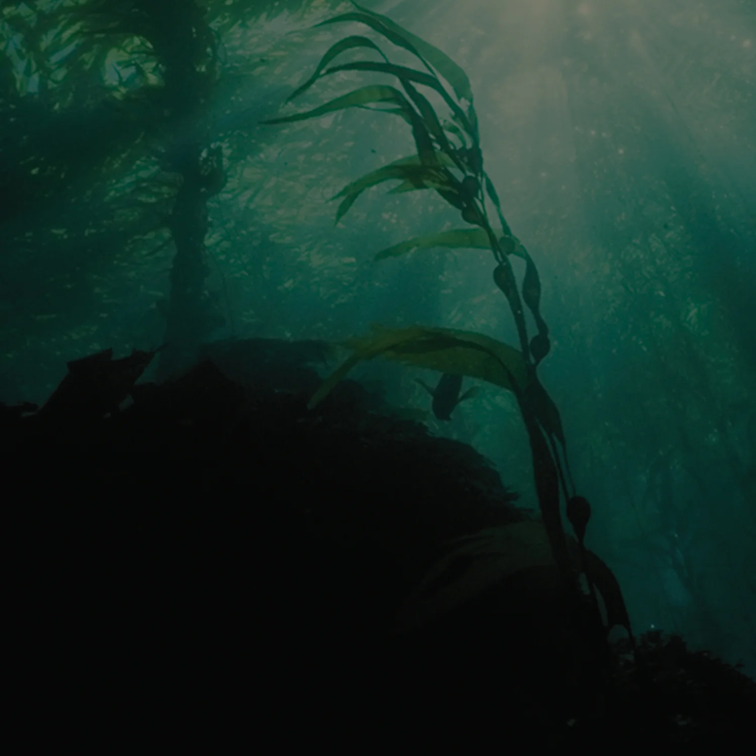 Ocean Light Dark Background.jpg