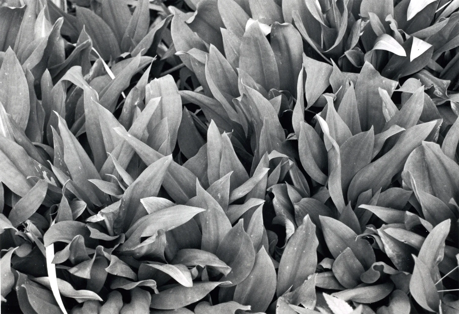 Plants