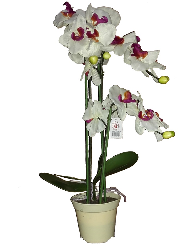 moloko orchid in white plastic pot - 57cm n8,000