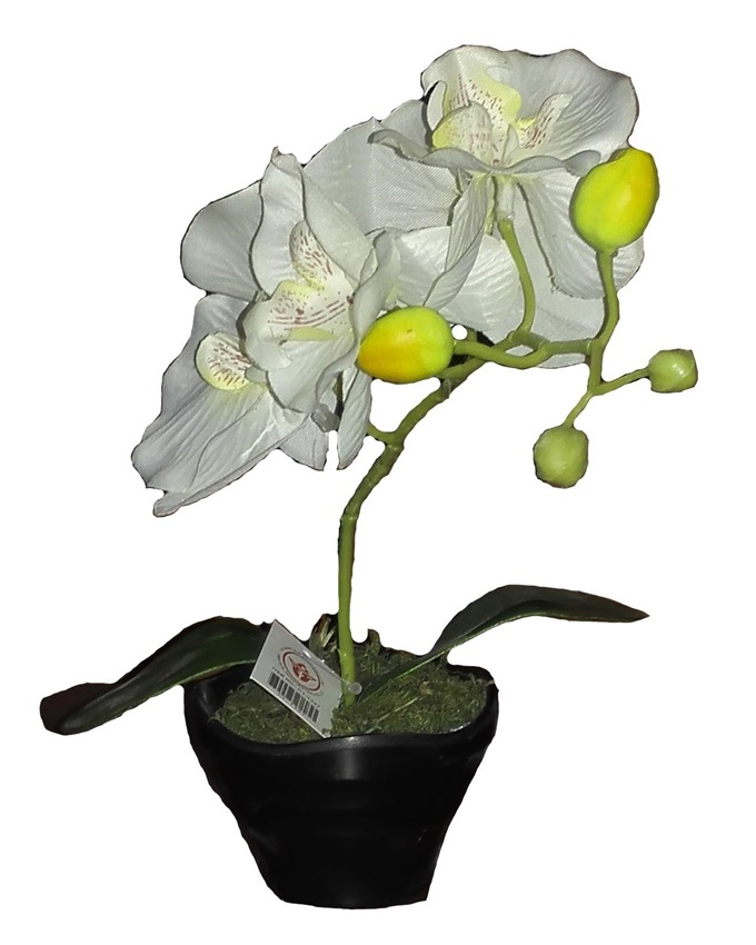 mykos white orchid in plastic pot - 28cm n3,500