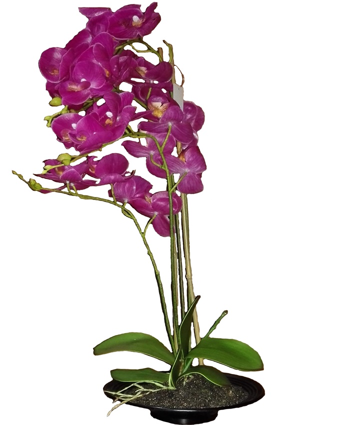 mayfair purple orchid in plastic pot - 51cm n12,000
