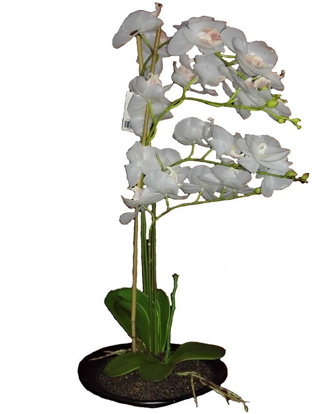 mayfair white orchid in plastic pot - 51cm n12,000