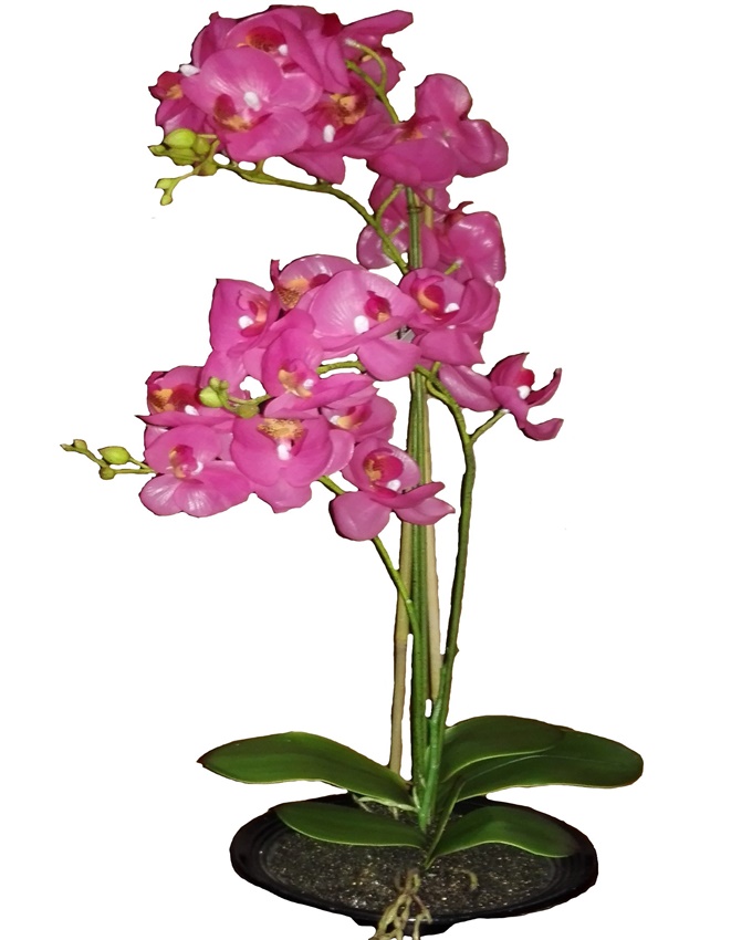MAYFAIR lilac ORCHID IN PLASTIC POT - 70CM n17,000