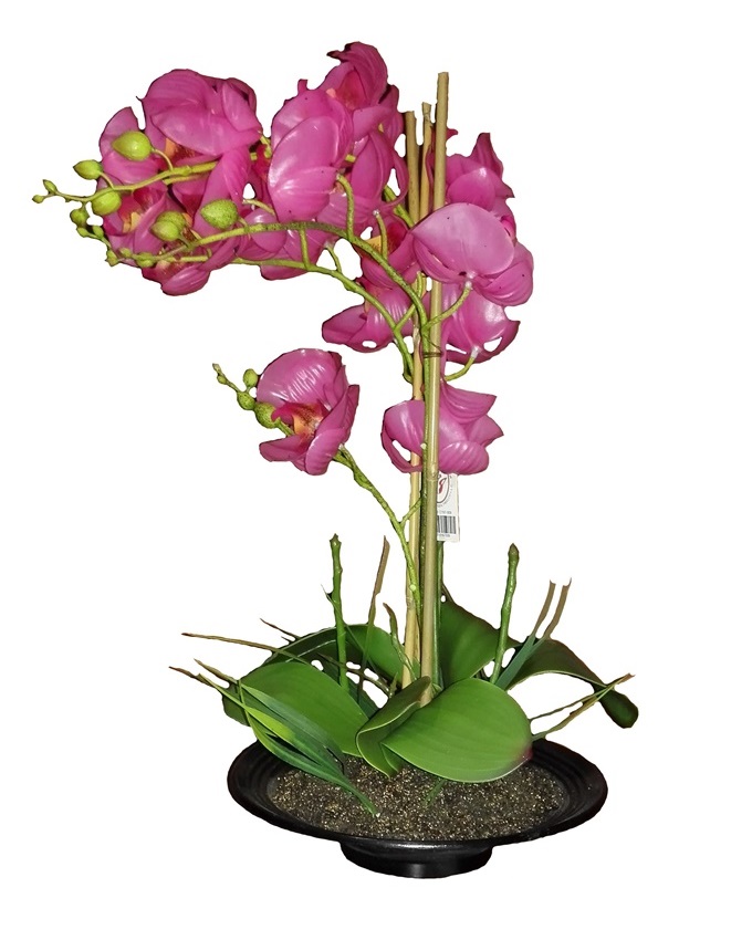 primrose pink orchid in plastic pot - 52cm n15,000
