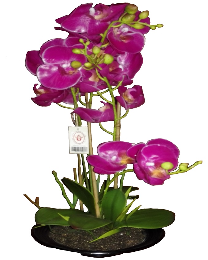 primrose purple orchid in plastic pot - 52cm n15,000