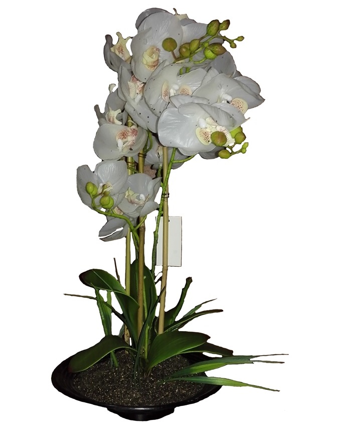 primrose white orchid in plastic pot - 52cm n15,000