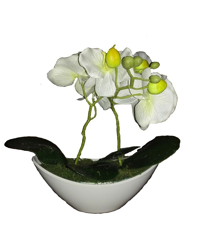 jan white wild orchid in plastic boat - 30cm n4,000
