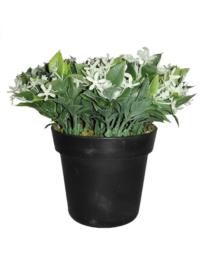 NEW PLANTE PLANT IN PLASTIC POT - 14CM N3,500