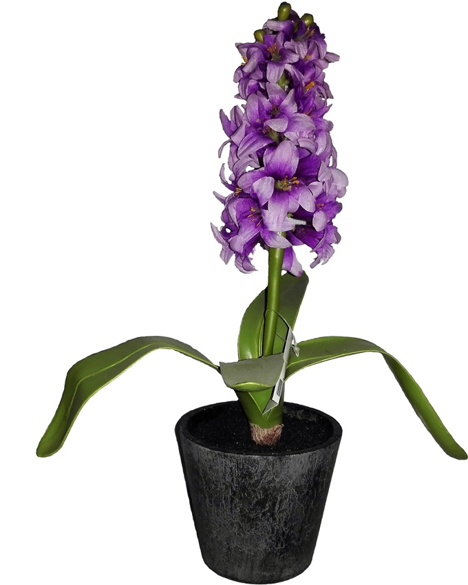 NEW VINO PLANT IN PLASTIC POT 35CM - LIGHT PURPLE N3,900