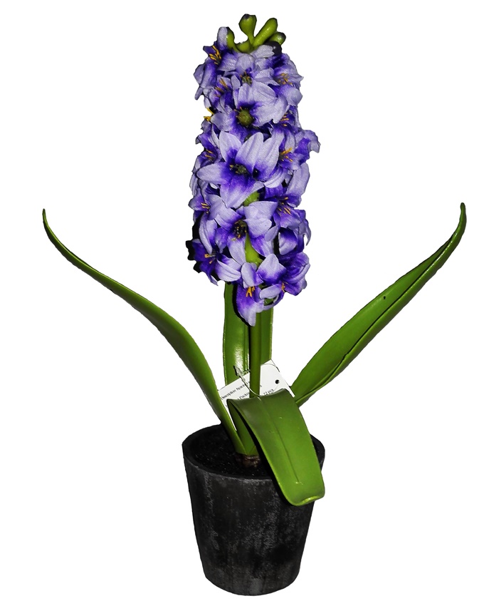 NEW VINO PLANT IN PLASTIC POT 35CM - DEEP PURPLE N3,900