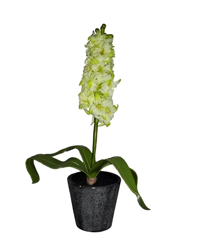 NEW VINO PLANT IN PLASTIC POT 35CM - WHITE N3,900