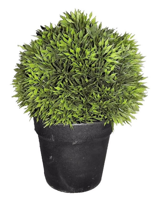 NEW WILD FERN POTTED PLANT - 18CM N3,500