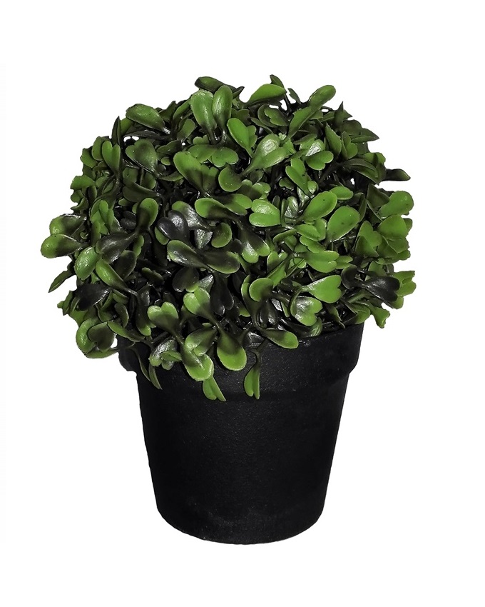 NEW VENI PLANT IN BLACK PLASTIC POT - 15CM N3,500