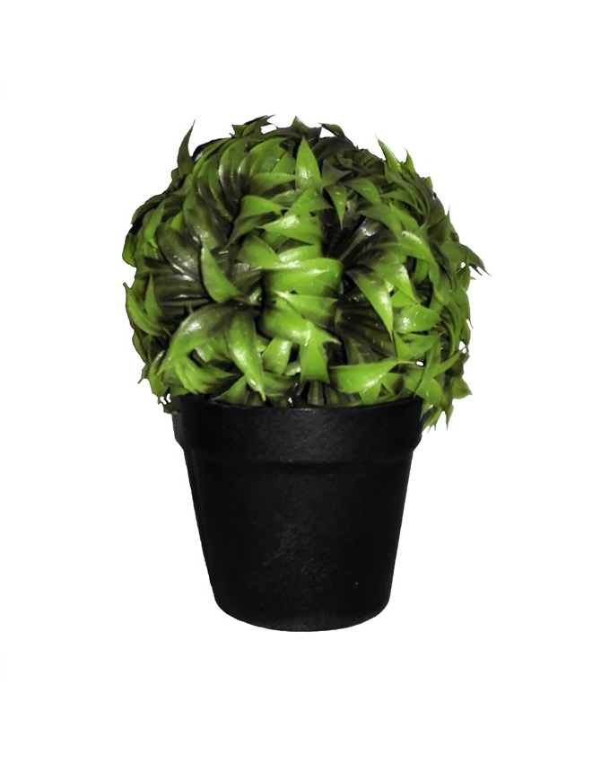 NEW JANE PLANT IN BLACK POT - 17CM N3,500