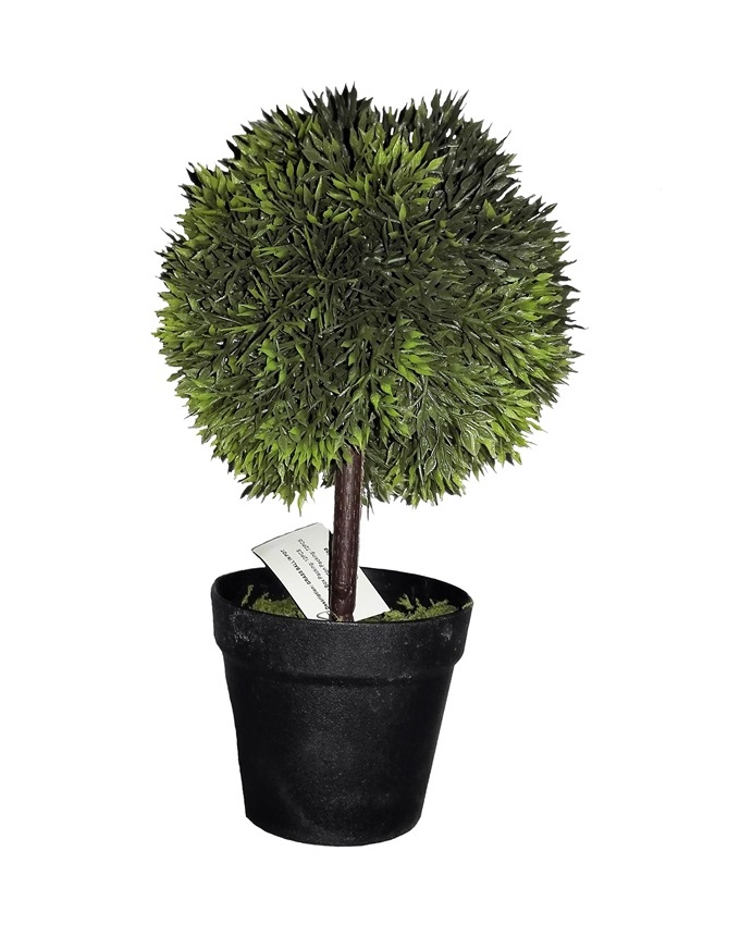 NEW POOLE GREEN PLANT IN BLACK POT - 24CM N3,500