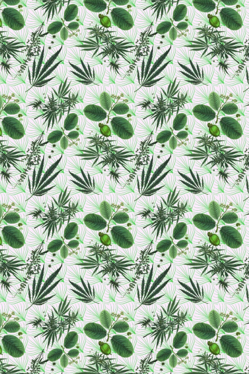 CANNA_WHITE_27.jpg